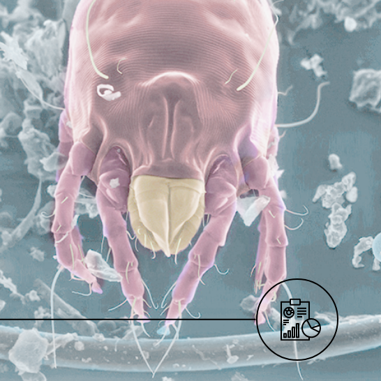 The basics about dust mites