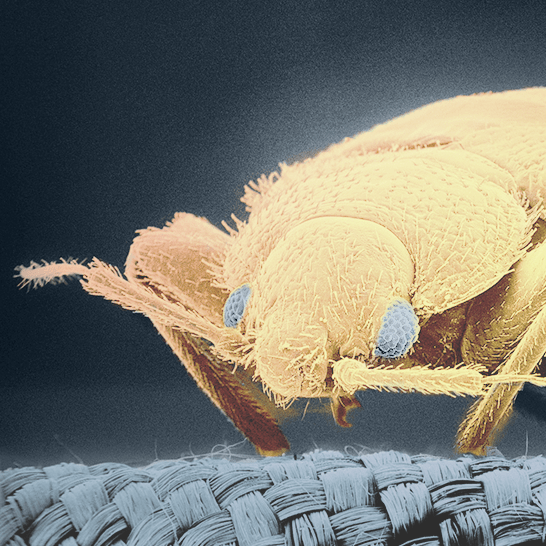 How can you combat bed bugs?
